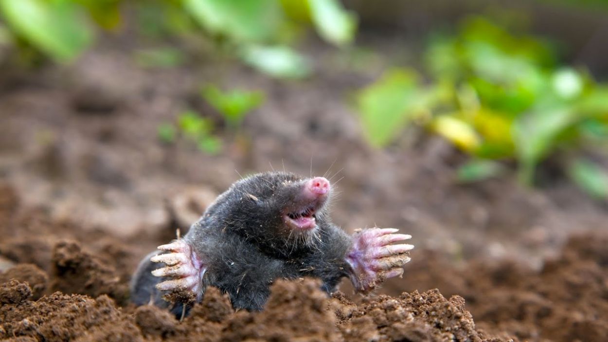 how-to-keep-moles-out-of-your-garden-for-good
